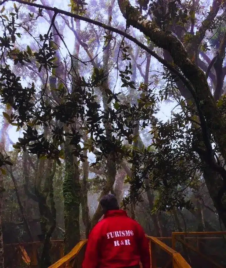 Fray Jorge Sendero con neblina camanchaca en el Parque Nacional Fray Jorge - Turismo R&R