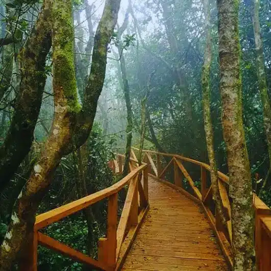 Fray Jorge Pasarelas de madera en el bosque hidrófilo de Fray Jorge - Tour todo incluido